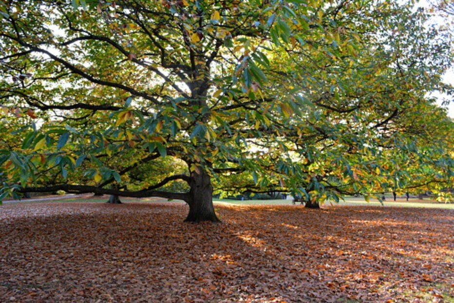 Oliveira do Hospital doa 250 mil árvores nativas para travar eucalipto