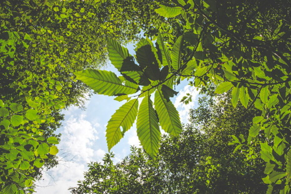 Oliveira do Hospital doa 250 mil árvores nativas para travar eucalipto