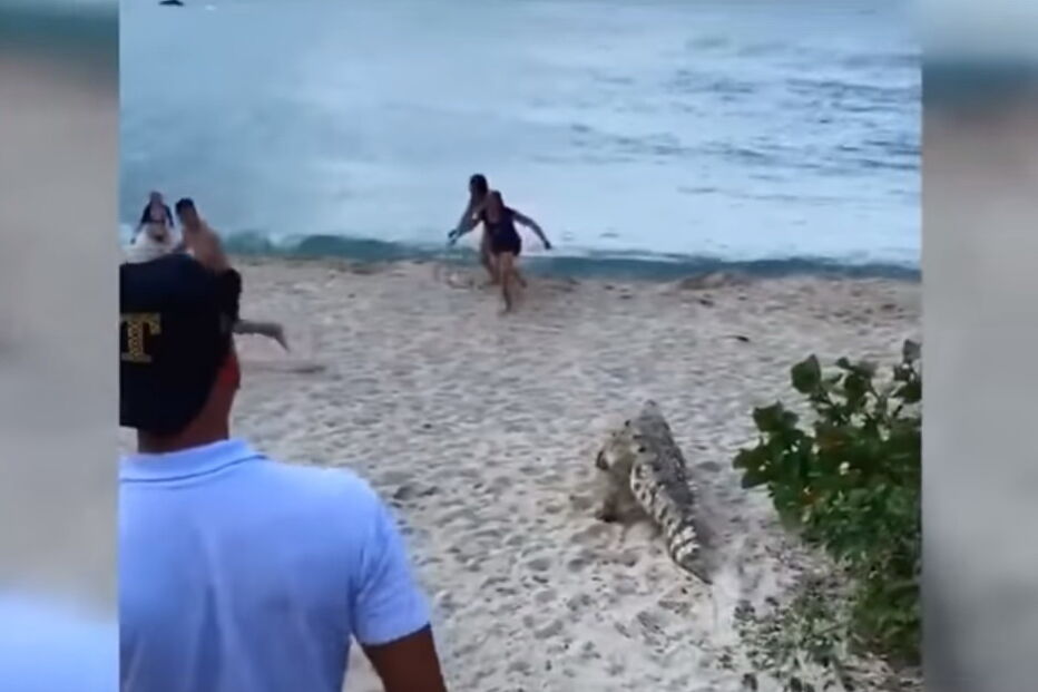 Crocodilo deixa turistas em pânico em praia no norte da Colômbia