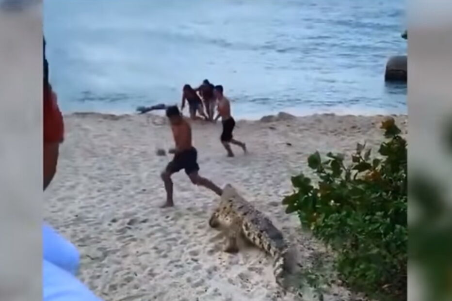 Crocodilo deixa turistas em pânico em praia no norte da Colômbia