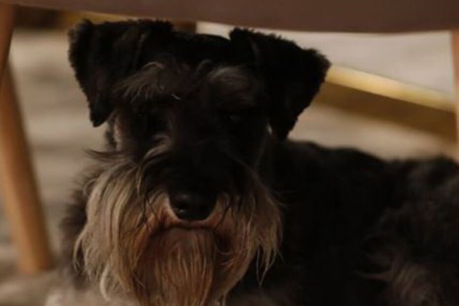 O cão de Assunção Cristas