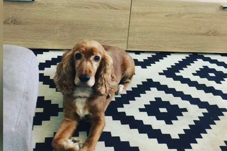 Cadela morre em porão de avião da TAP durante viagem