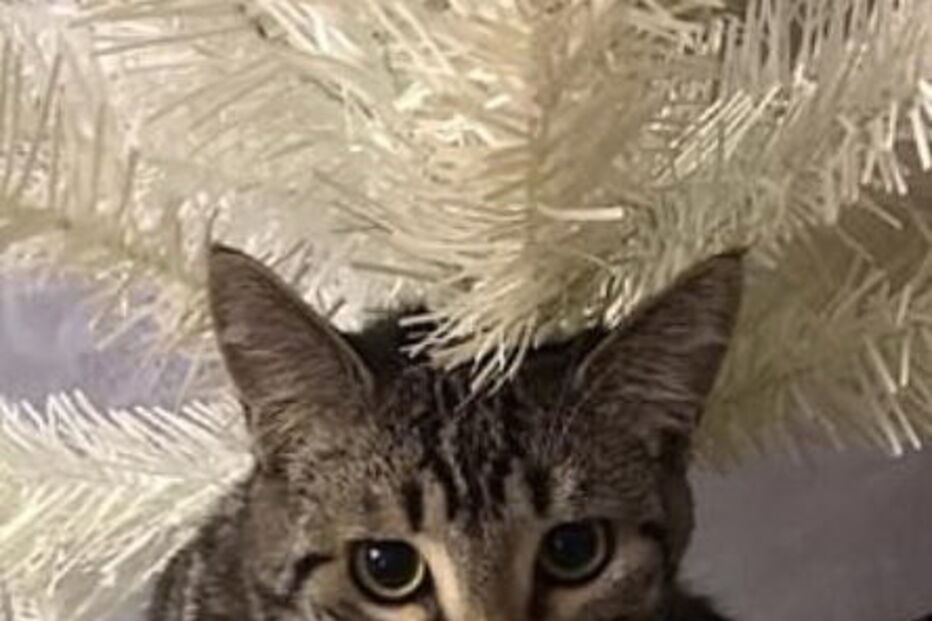 Gato 'guarda-redes' defende todas as bolas rematadas pelo dono