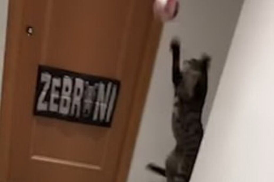 Gato 'guarda-redes' defende todas as bolas rematadas pelo dono