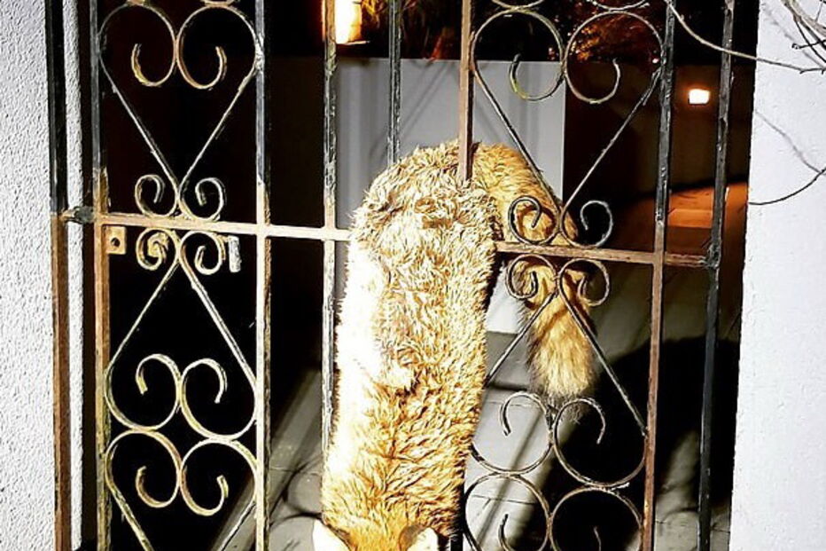Raposa acaba entalada entre grades de um portão de jardim 