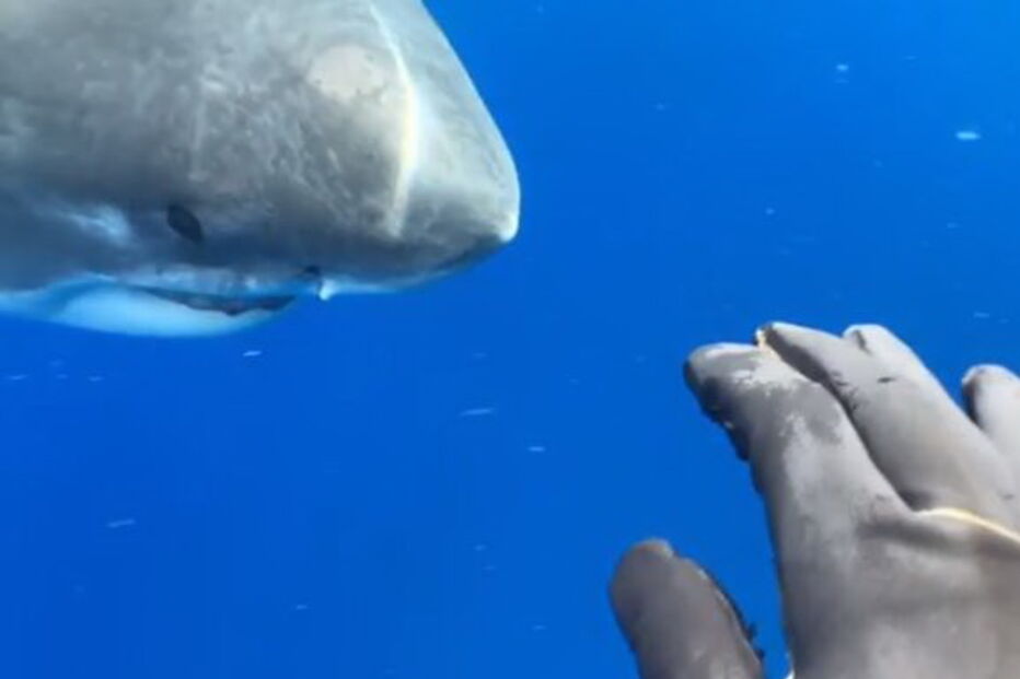 Equipa de mergulhadores avista e toca em tubarão branco gigante