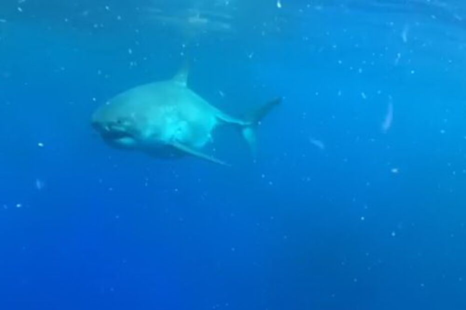 Equipa de mergulhadores avista e toca em tubarão branco gigante