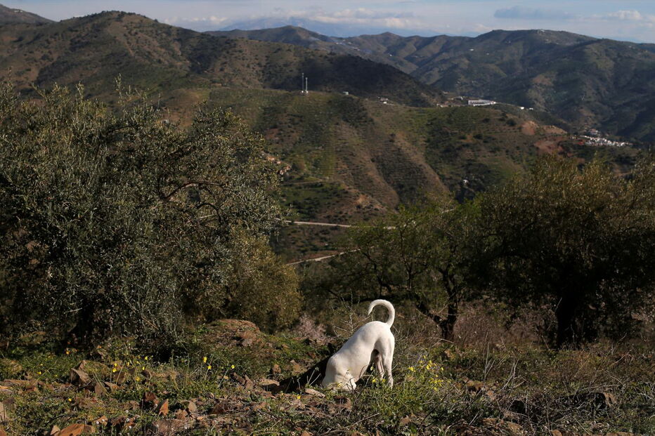 Buscas por Julen em Málaga
