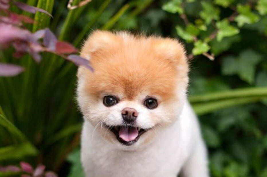 Morreu Boo, “o cão mais querido do mundo”