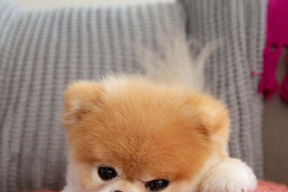 Morreu Boo, “o cão mais querido do mundo”