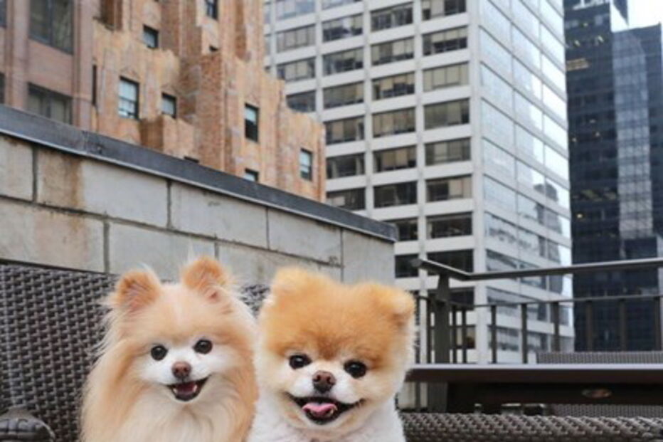 Morreu Boo, “o cão mais querido do mundo”