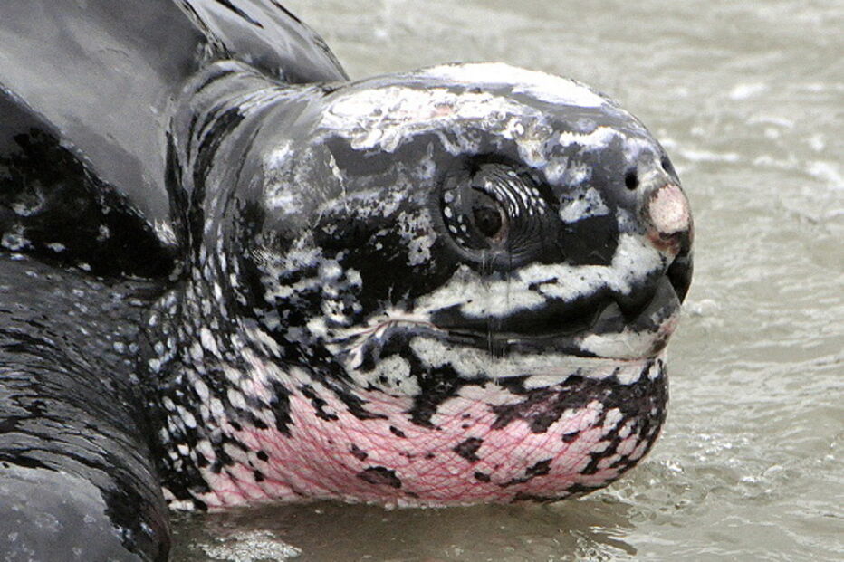 Tartaruga-de-couro ou Dermochelys coriacea é uma das maiores espécies de tartaruga marinha