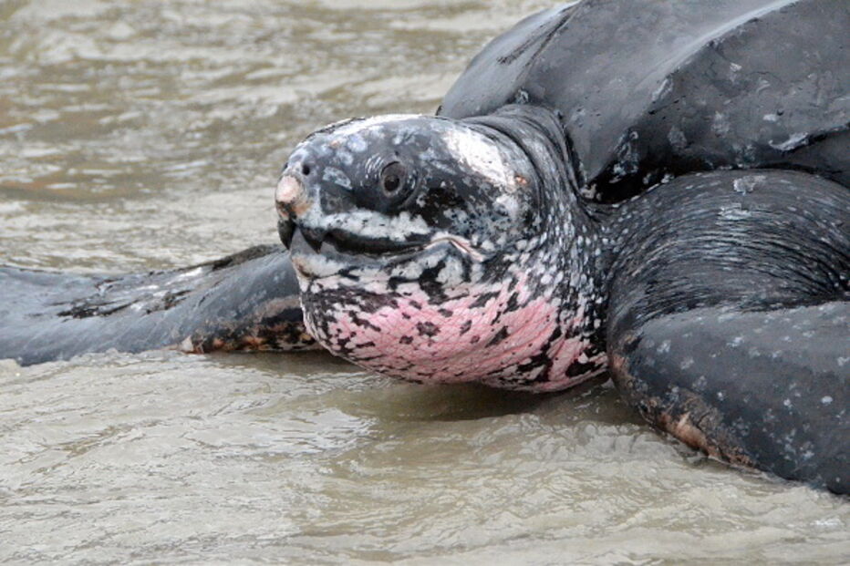 Tartaruga-de-couro ou Dermochelys coriacea é uma das maiores espécies de tartaruga marinha