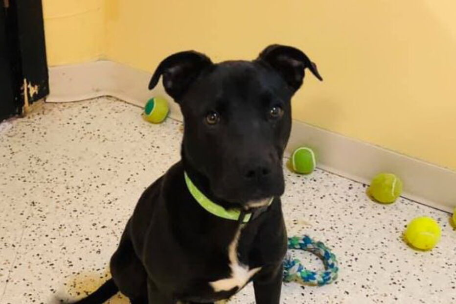 Cão ressuscita após ter sido abatido