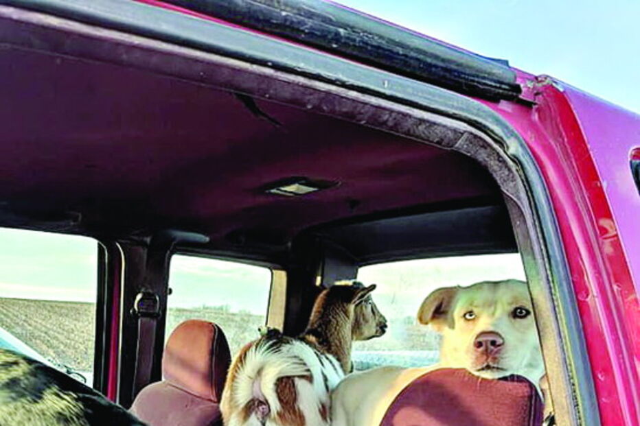 Cão reaparece mas traz companhia