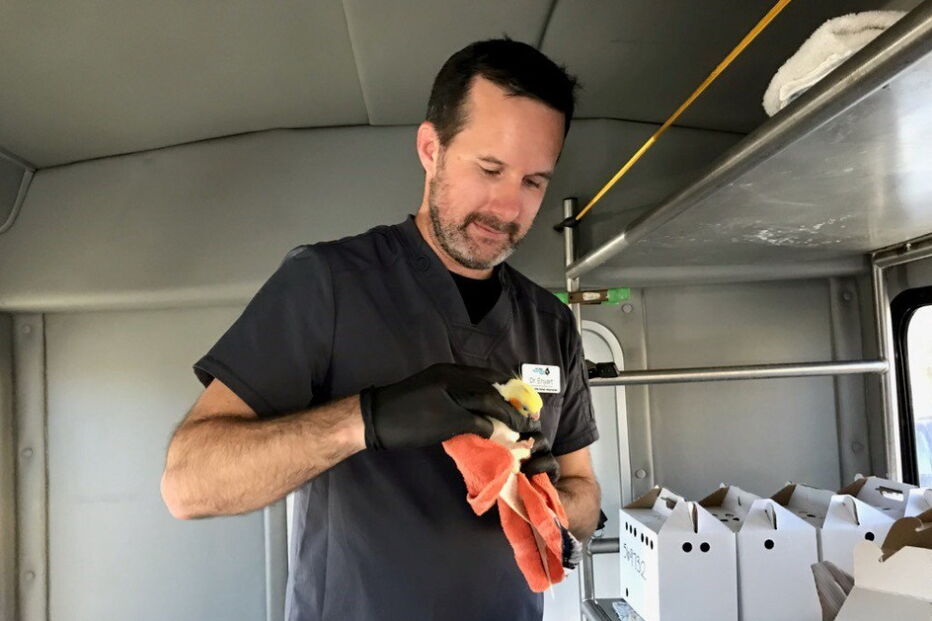 Pássaros retirados de casa onde estavam presos mais de 80 aves