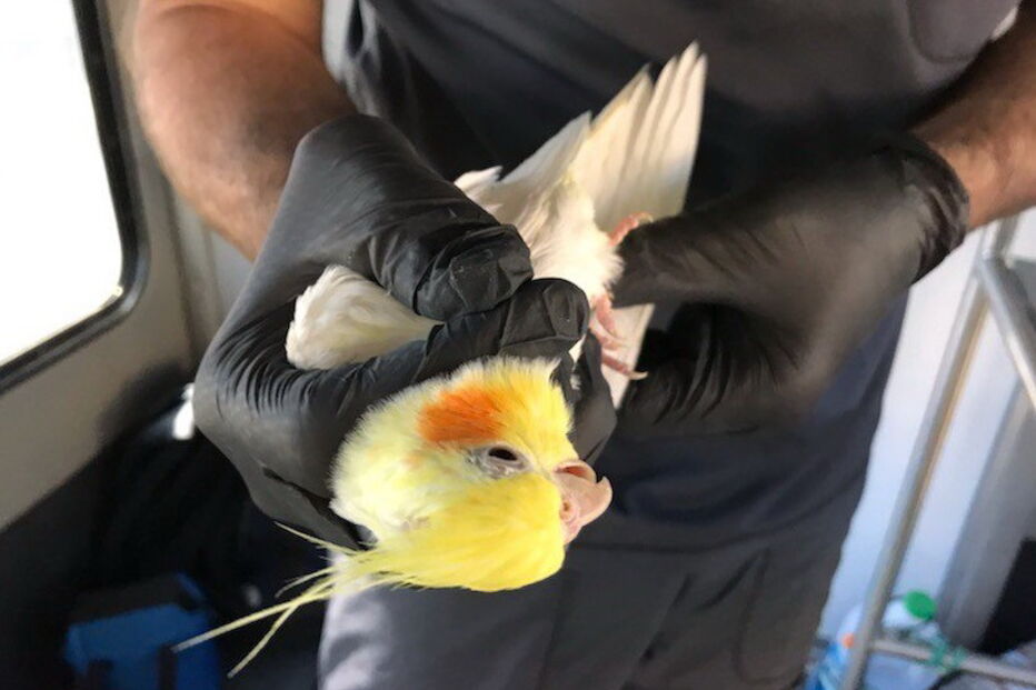 Pássaros retirados de casa onde estavam presos mais de 80 aves