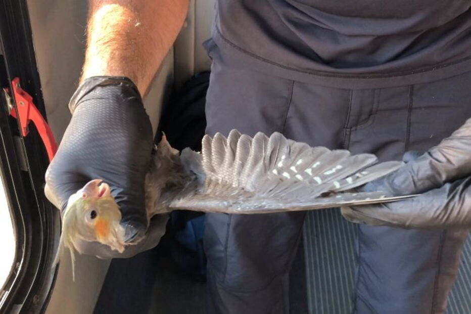 Pássaros retirados de casa onde estavam presos mais de 80 aves