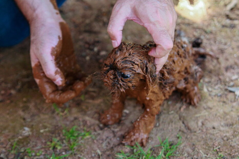 Pessoas e animais entre rios de lama causados pela rutura de barragem no Brasil
