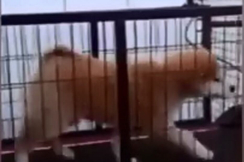 Cão descobre maneira de evitar exercício  