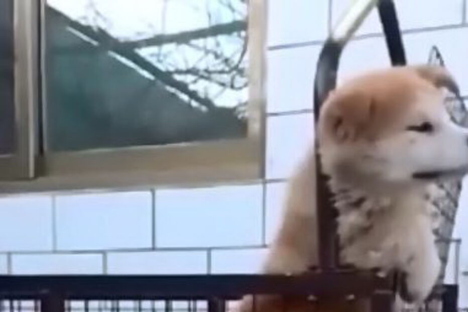 Cão descobre maneira de evitar exercício  