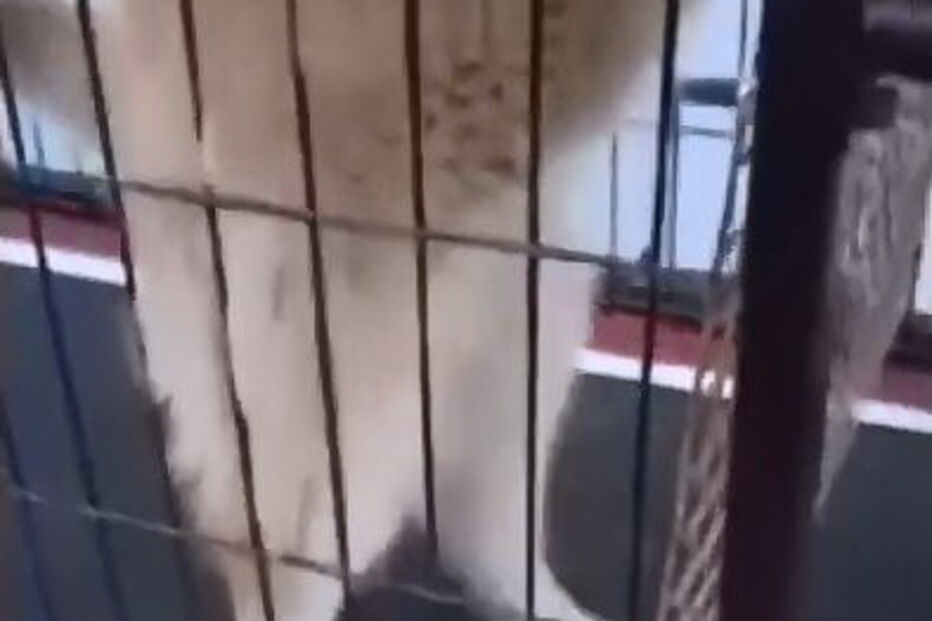 Cão descobre maneira de evitar exercício  