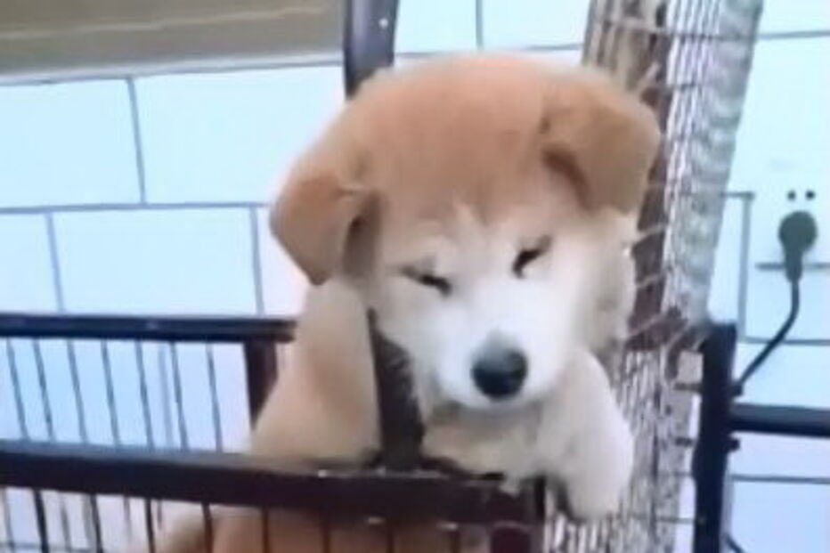 Cão descobre maneira de evitar exercício  