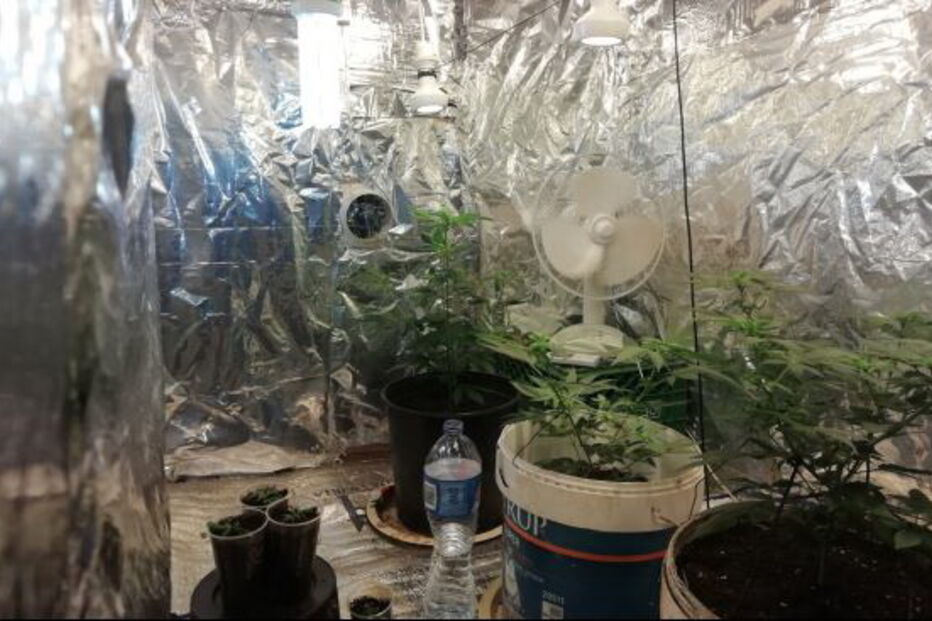 Jovem apanhado em flagrante a levantar encomenda com sementes de canábis nos correios