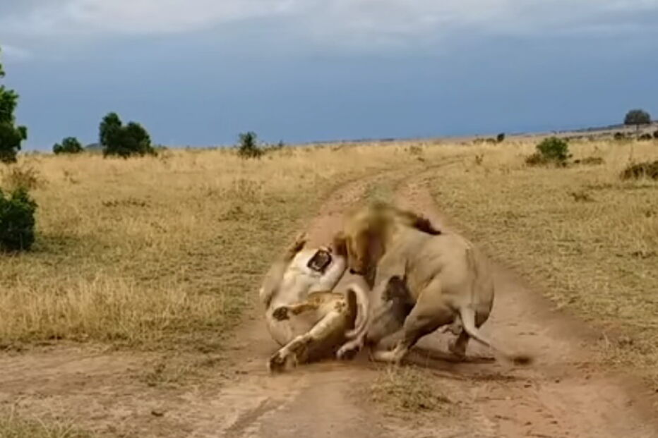 Leoa ataca jovem leão que a acordou intempestivamente, no Quénia