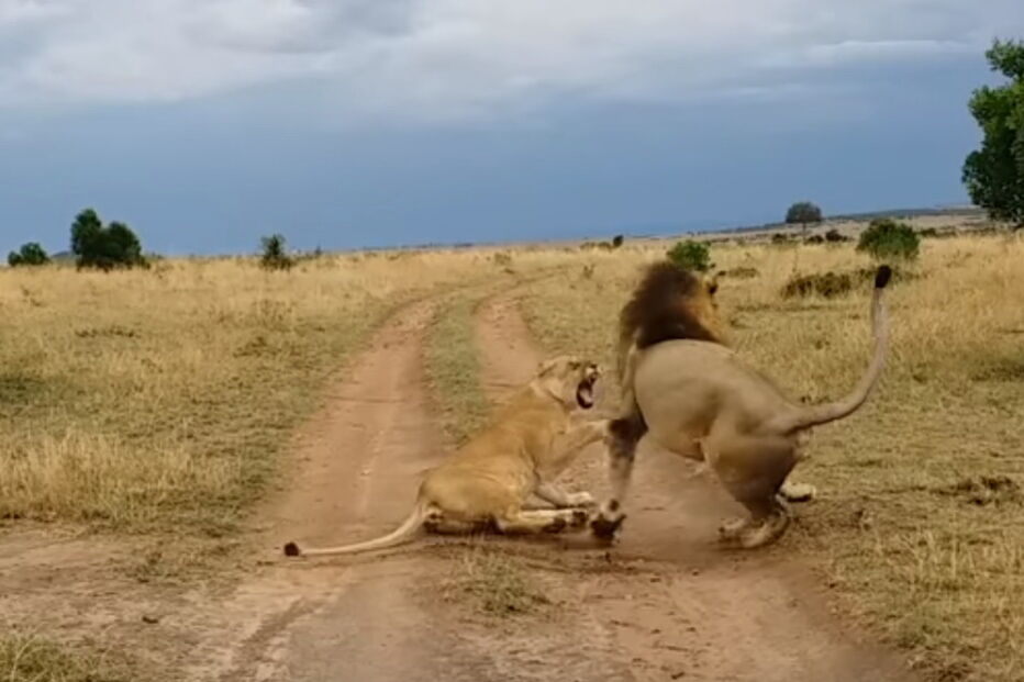 Leoa ataca jovem leão que a acordou intempestivamente, no Quénia