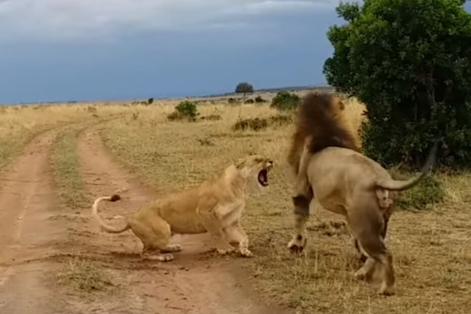 Leoa ataca jovem leão que a acordou intempestivamente, no Quénia