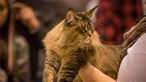 Quatro animais exóticos apreendidos na PET Festival em Lisboa