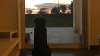 Cadela de Emiliano Sala espera pelo dono e emociona a Internet