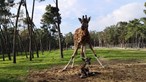 Badoca Park mostra o nascimento de girafa