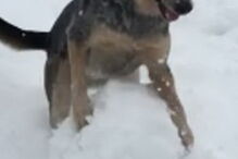 Cão faz bola de neve com as patas