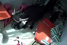 Mulher perseguida por búfalo em restaurante chinês