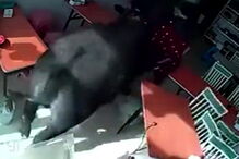 Mulher perseguida por búfalo em restaurante chinês