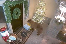 Urso ladrão apanhado a roubar encomendas à porta de casa