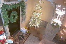 Urso ladrão apanhado a roubar encomendas à porta de casa