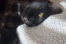 Gatas vivem sozinhas em apartamento com renda de 1200 euros