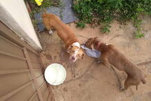 Cães ficam presos em casa durante 36 dias sem água nem comida