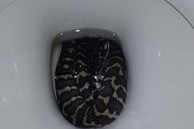 Cobra retirada de sanita após atacar mulher na Austrália