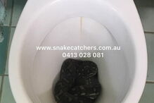 Cobra retirada de sanita na Austrália