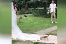 Gato brincalhão deita-se no vestido da noiva enquanto abandonavam a igreja