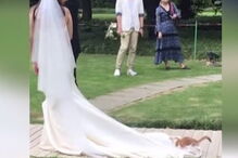 Gato brincalhão deita-se no vestido da noiva enquanto abandonavam a igreja