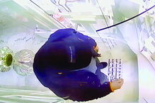 Momento em que assaltante retira anéis da montra