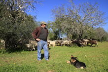 Joaquim Nunes é produtor de ovelhas em Estoi, no Algarve