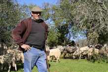 Joaquim Nunes é produtor de ovelhas em Estoi, no Algarve