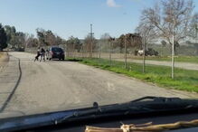 Vídeo mostra cão desesperado a tentar entrar em carro de dono que o abandonou
