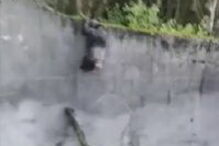 Chimpanzés trepam muro de jardim zoológico e assustam visitantes 